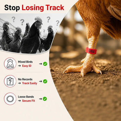 WingTagger™ — Take Full Control and See Every Bird Clearly in Seconds